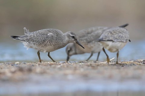 Red Knot (Calidris canutus) foraging, Mecklenburg-Western Pomerania, Germany