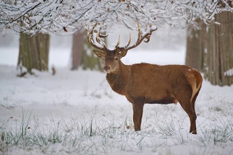 A majestic stag resting in a snowy forest, with trees in the background, winter, red deer (Cervus