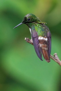 Festive Coquette (Lophornis chalybeus) perched on a branch in the Atlantic rainforest of southeast