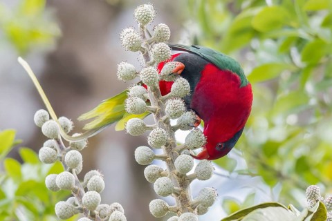 Stella's Lorikeet (Charmosyna stellae) perched on a branch in Papua New Guinea
