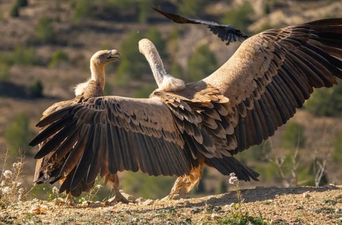 Two griffon vultures with wings spread wide in a mountainous terrain. A crow flies in the