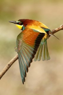 European Bee-eater (Merops apiaster), Piedmont, Italy