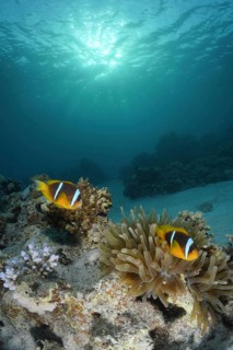Red sea anemonefish (Amphiprion bicinctus)