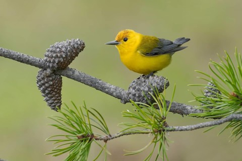 Prothonotary Warbler (Protonotaria citrea) perched on a twig, Texas, USA