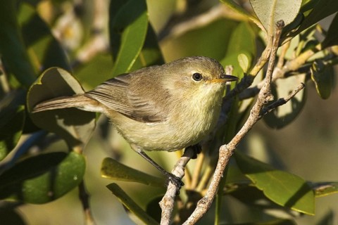 Dusky Gerygone (Gerygone tenebrosa) juvenile, Western Australia, Australia