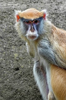 Animal portrait, Hussar monkey (Erythrocebus patas), adult, captive, occurrence bush and grass