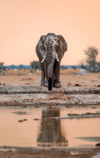 African elephant (Loxodonta africana), at the waterhole, reflection, at sunset, Nxai Pan National