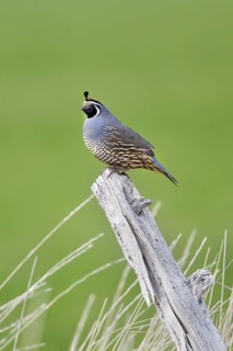 California Quail Callipepla californica Dorris, California, United States 7 May Adult Male