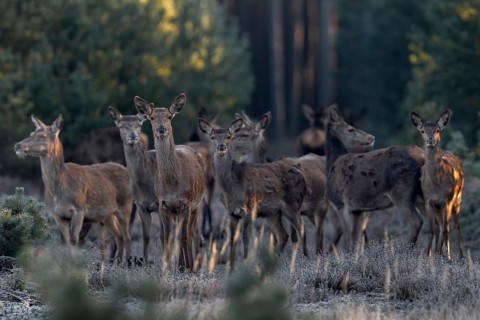 After a few minutes, a large herd of red deer (Cervus elaphus) stands directly in front of me,