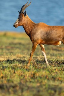 Blessbok, Blesbok, blesbuck, (Damaliscus pygargus phillipsi) Antelope, antelope