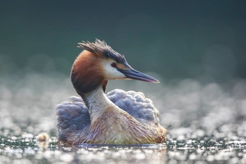 Great Crested Grebe (Podiceps cristatus), North Rhine-Westphalia, Germany