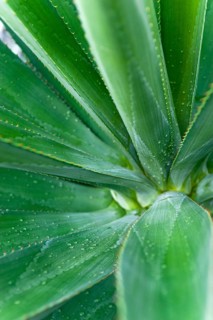 Agave (Agave Australis) plant, flora, detail, close up, medicine, health, medicinal plant,