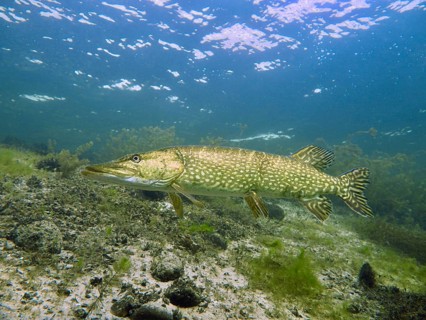 A pike (Esox lucius) swims close to the bottom of a body of water with plants. Dive site car park