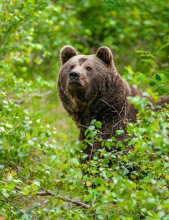 Brown bear (Ursus arctos) standing in the undergrowth and looking attentively, captive, Bavarian