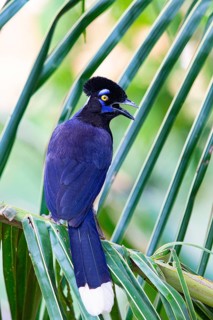 Plush-crested jay (Cyanocorax chrysops) Pantanal Brazil