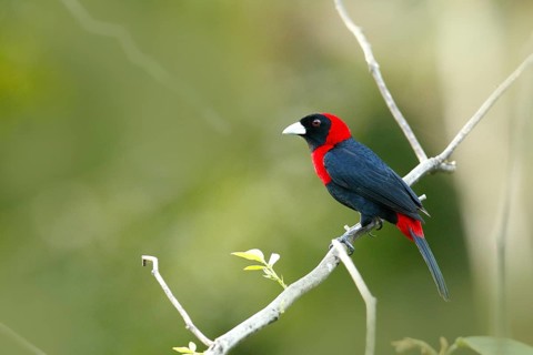 Crimson-collared Tanager (Ramphocelus sanguinolentus) perched on a branch, Costa Rica