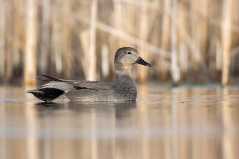 Gadwall (Mareca strepera) male, Saxony-Anhalt, Germany