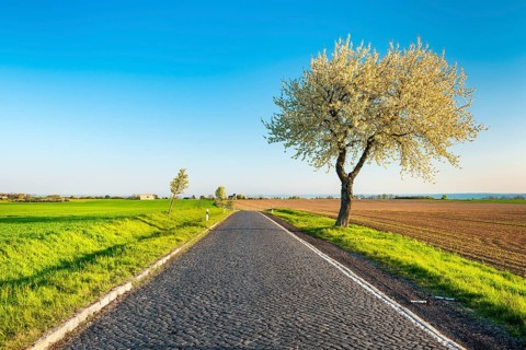 An old country road with cobblestones leads through a typical field landscape with green fields in