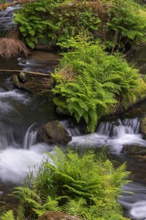 Flowing, silky water with ferns and rocks in the Edmunds Gorge, river Kamnitz, Hrensko, Ustecky