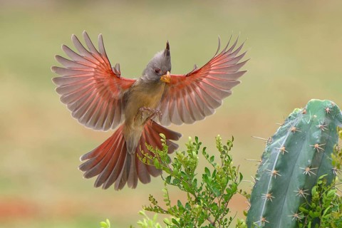 Pyrrhuloxia (Cardinalis sinuatus) female approaching a cactus, Texas, USA