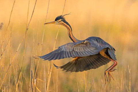 Purple Heron, (Ardea purpurea), animals, birds, heron family, flight photo, side view, Wagbach