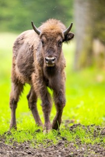 European bison (Bison bonasus) walking on a meadow in summer, Bavarian Forest, Germany
