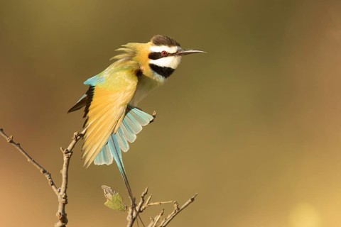 White-throated Bee-eater (Merops albicollis) perched on a branch, Samburu, Kenya