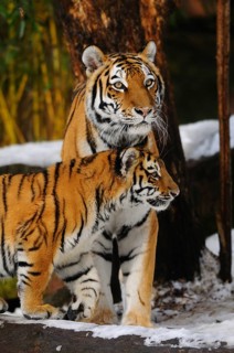 A tiger and a young standing together in the snow, Siberian tiger (Panthera tigris altaica),