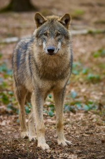 Wolf (Canis lupus), a single wolf stands upright in the forest and looks attentively ahead, Germany