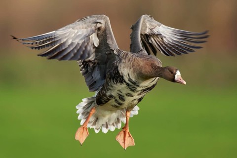 Greater White-fronted Goose (Anser albifrons) flying, North Rhine-Westphalia, Germany