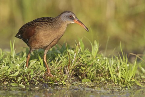 Virginia Rail (Rallus limicola), Ontario, Canada