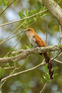 Squirrel Cuckoo Piaya cayana mexicana El Tuito, Jalisco, Mexico 11 June Adult Cuculidae