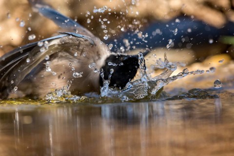 Iberian Magpie (Cyanopica cooki) bathing, Andalusia, Spain