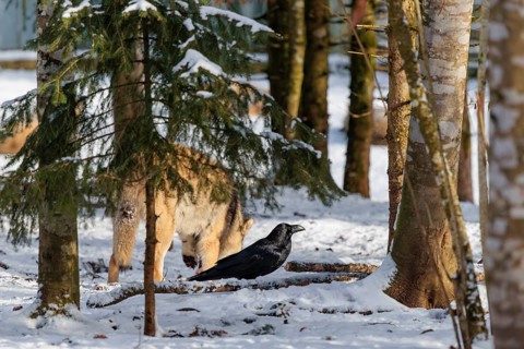 On a sunny day, a common raven (Corvus corax) stands on the snow-covered forest floor, waiting for