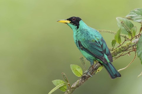 Green Honeycreeper (Chlorophanes spiza) male, Costa Rica
