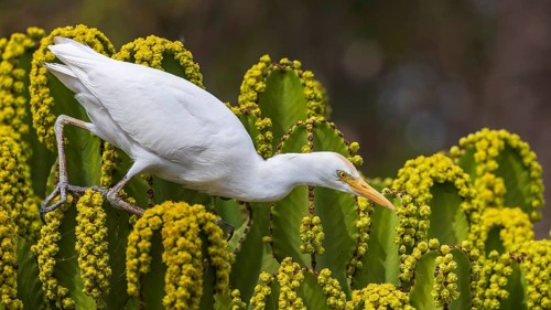 Western Cattle Egret (Bubulcus ibis), Spain