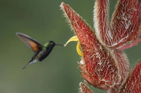 Black-bellied Hummingbird (Eupherusa nigriventris), Costa Rica