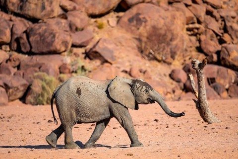 African elephant (Loxodonta africana), desert elephant, riverbed of the Ugab River, Damaraland,