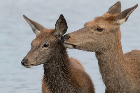 Red deer (Cervus elaphus) adult female parent animal and juvenile fawn interacting together,