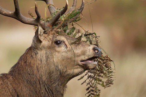 Red deer (Cervus elaphus) adult male stag animal roaring with its mouth open during the rutting