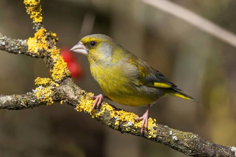 A male greenfinch (Carduelis cloris) on a branch, covered with bright yellow lichen,