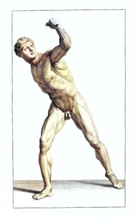 Anatomy, symbolic, man, front view of the gladiator in the Villa Borghese, naked, muscles, penis,