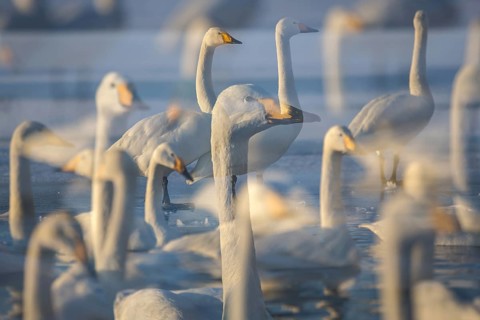 Whooper Swan (Cygnus cygnus) group, Hokkaido, Japan