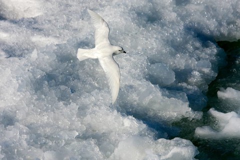 Snow Petrel (Pagodroma nivea) flying, Ross Sea, Antarctica