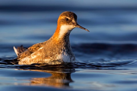 Odinshühnchen, Red-necked Phalarope, Northern Phalarope, Phalaropus lobatus, Phalarope à bec