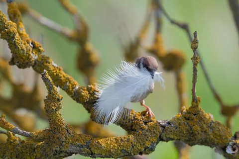 Eurasian Tree Sparrow (Passer montanus) carrying feather, Hungary