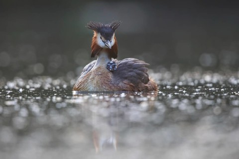 Great Crested Grebe (Podiceps cristatus) with chick, North Rhine-Westphalia, Germany