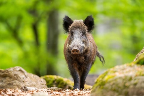 Wild boar (Sus scrofa) walking in a forest, Bavaria, Germany
