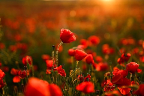 Vibrant close-up of Papaver rhoeas, commonly known as the red poppy, glowing under natural sunlight