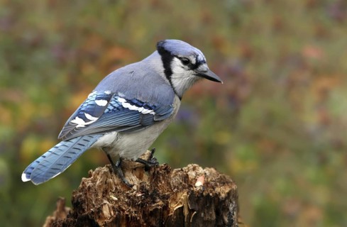 Blue Jay (Cyanocitta cristata), Saskatchewan, Canada